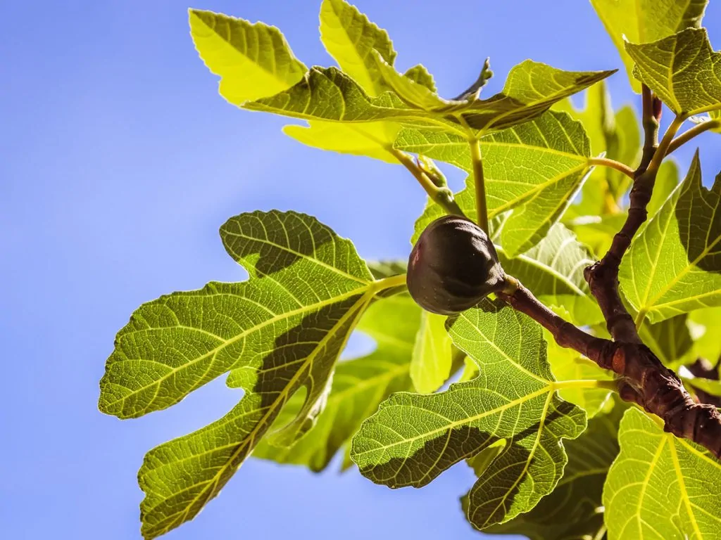 Figuier en pot sur un balcon, figues en cours de maturation