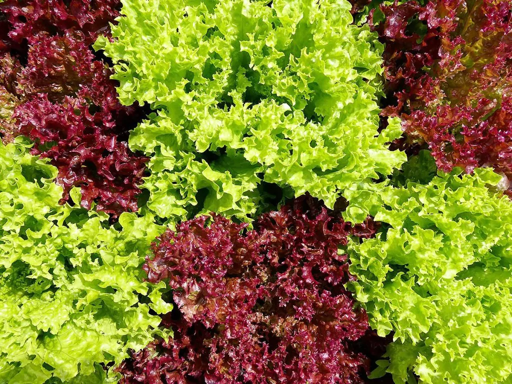Jardinière de balcon plantée de plusieurs variétés de salades