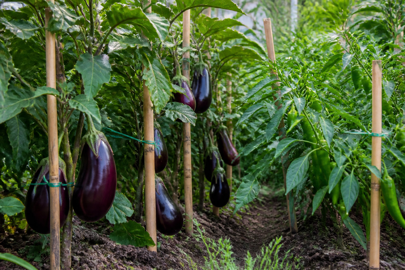 Aubergines et poivrons tuteurés sur des tiges de bambou