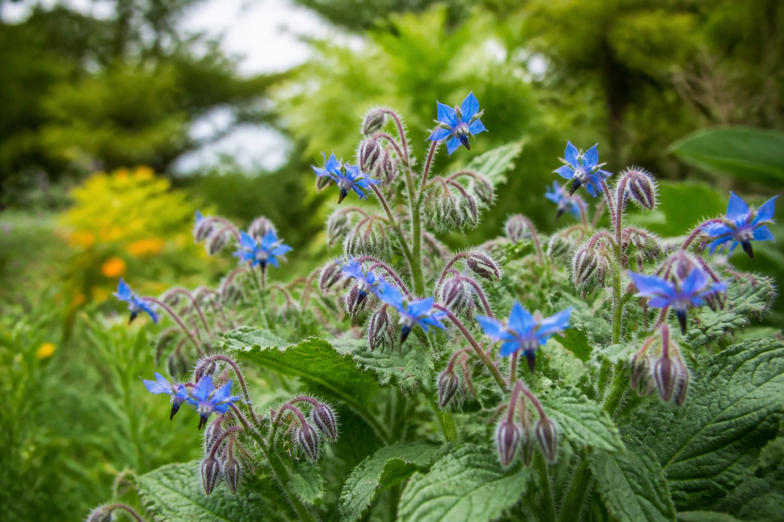 Fleurs bleues de bourrache parmi les aromatiques