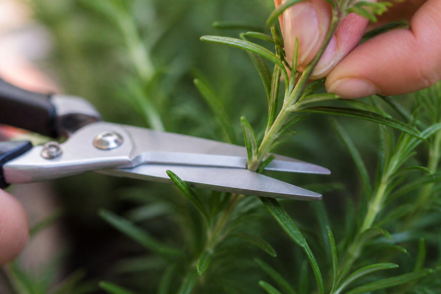 Coupe nette d'une tige d'aromatique sous un nœud