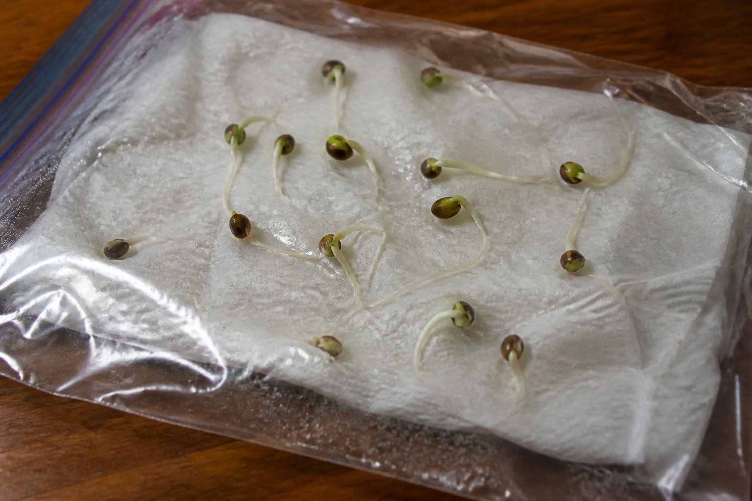 Test de germination de graines dans un sachet transparent
