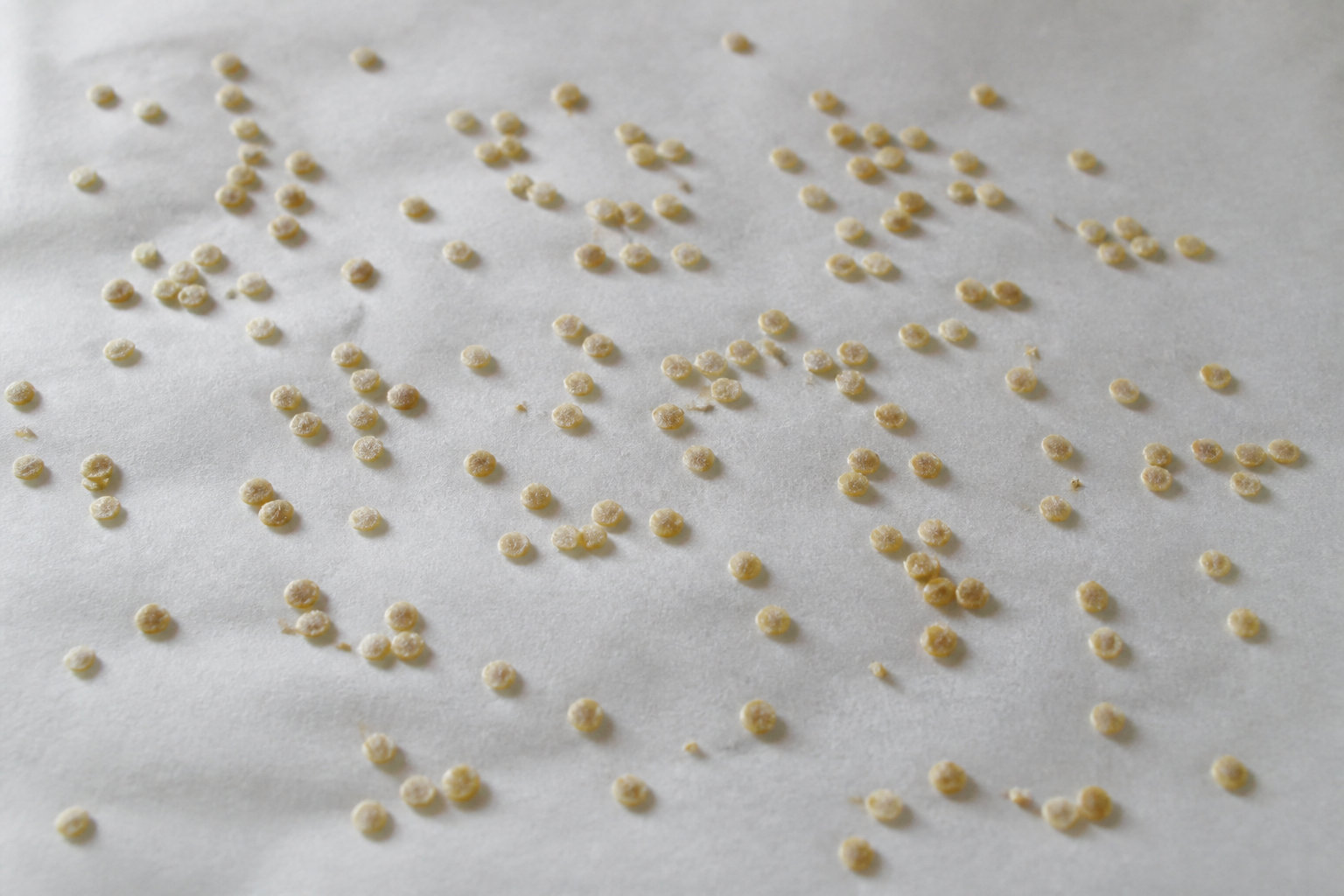 Graines de tomates étalées pour séchage sur papier cuisson