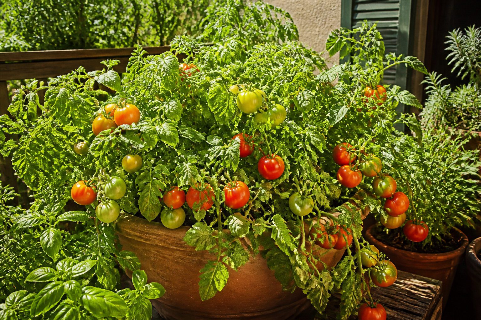 Tomates de variétés anciennes mûrissant en pot