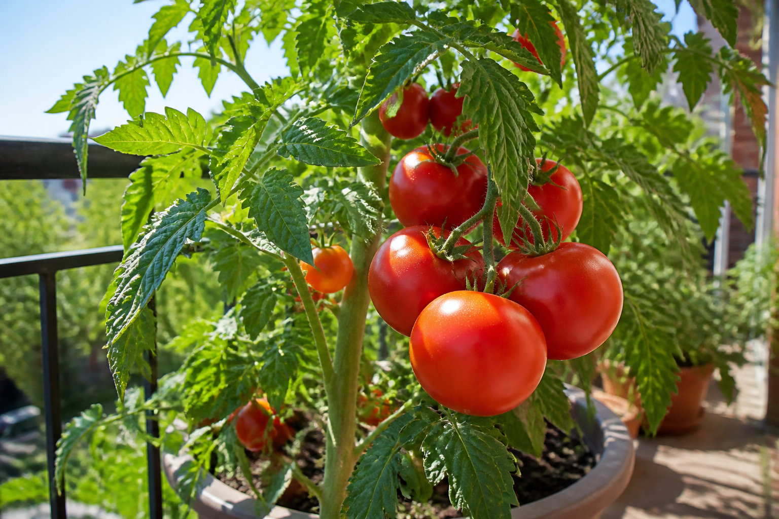 Tomates mûres sur un balcon, prêtes pour la récolte de graines