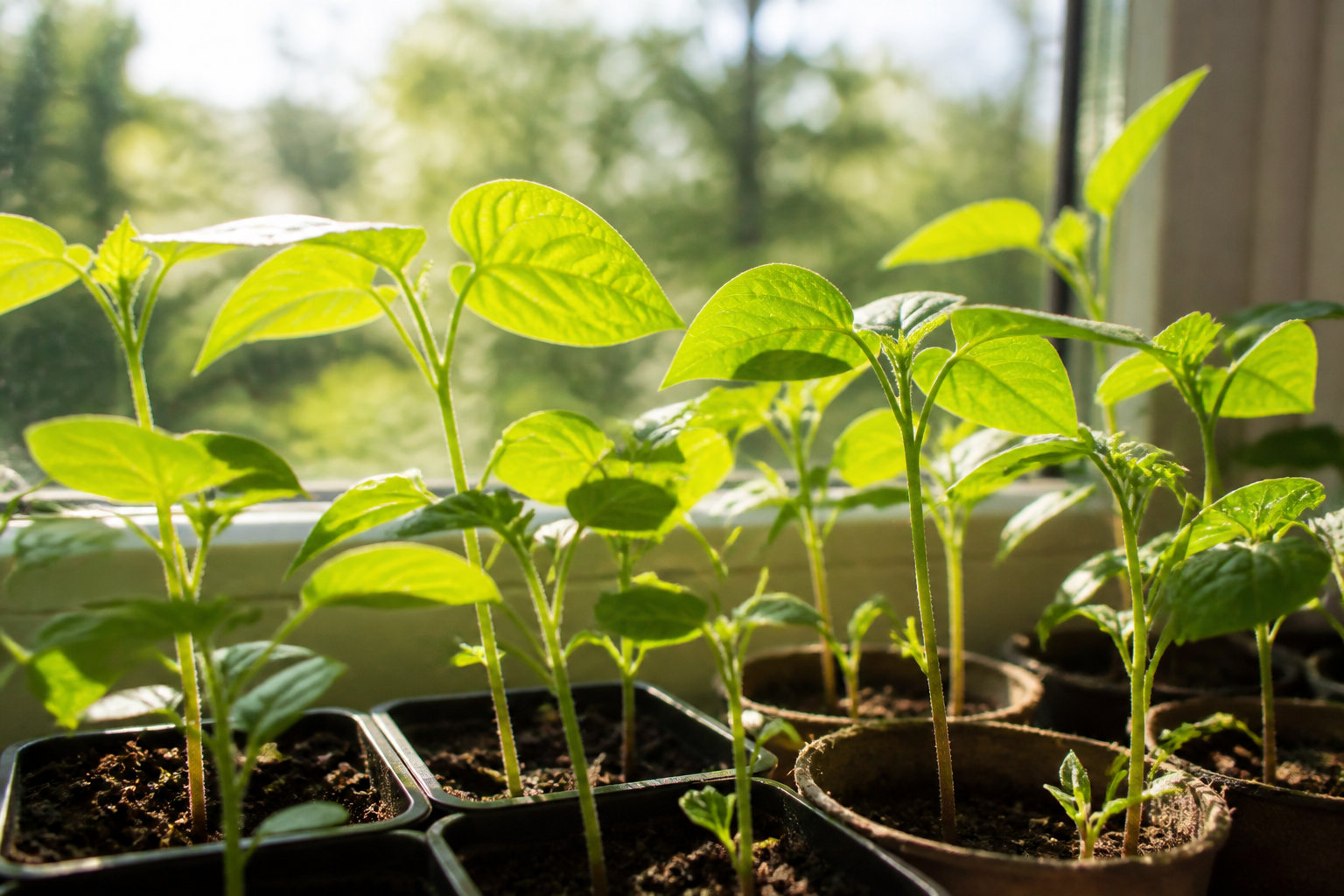 Jeunes plants alignés sur un rebord de fenêtre ensoleillé